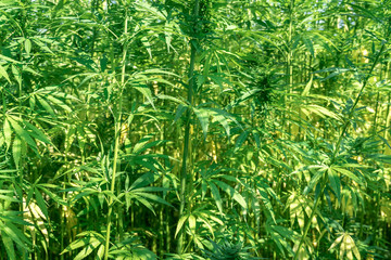 Marijuana plants - cannabis farm field