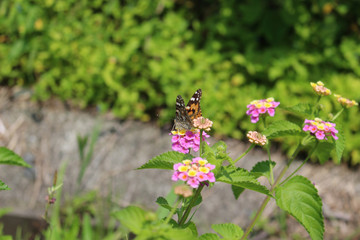 ランタナの花の蜜を吸うヒメアカタテハ