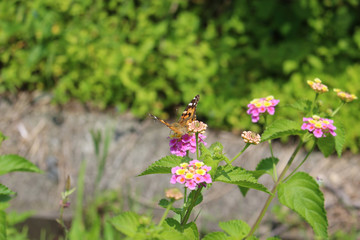 ランタナの花の蜜を吸うヒメアカタテハ