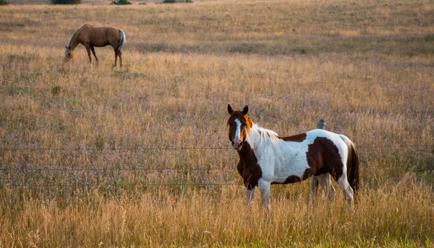Wild Horse Interrupted