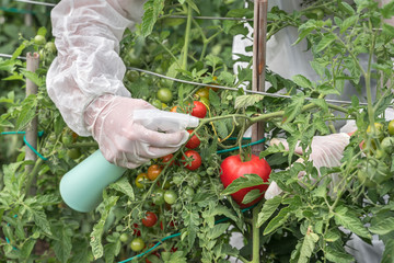 Fototapeta premium GMO scientist genetically modifying tomato with spray