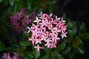 Beautiful Pink Colored Jungle Flame Flowers with Green Leaves