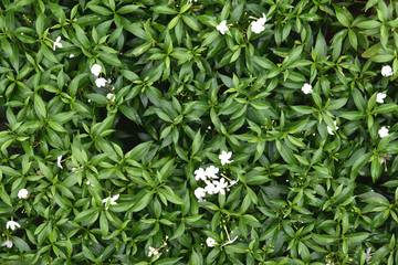 Beautiful White Colored Pin Wheel Flowering Plants