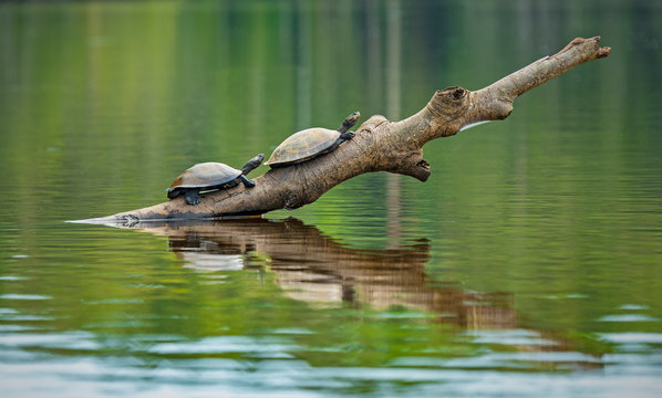 Two Amazon or Charapa river turtles (Podocnemis unifilis) on a branch inside Yasuni national park, Ecuador. This vulnerable species is found in Venezuela, Colombia, Peru, Brazil and Bolivia.