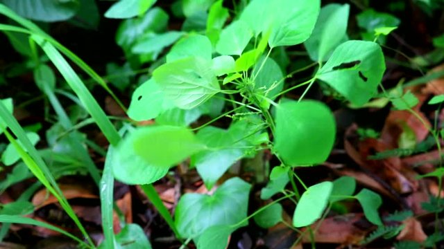 Indian acalypha or tree seeded mercury is herb of cat, eat roots to cure fever and maintain the digestive system