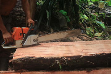 Photo of il-legal logging, chainsaw is being started while resting on a large tree trunk in...
