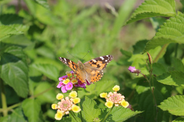 ランタナの花の蜜を吸うヒメアカタテハ