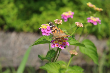 ランタナの花の蜜を吸うヒメアカタテハ