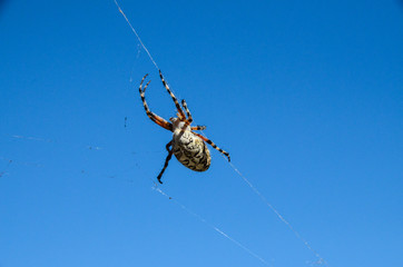 Spider and Web