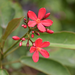 Red Colored Flowers