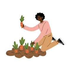 African American Woman Pulling Carrots from the Ground, Female Farmer Working in Garden Vector Illustration