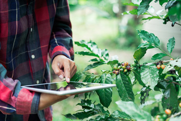 Cropped shot of modern farmer using digital tablet and examining rotten bad quality coffee berries....