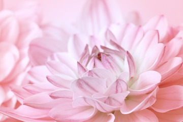 delicate floral background. pink chrysanthemum macro. background with pink flowers.