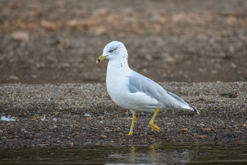 Ring-billed Gull striding along the shore of a lake.