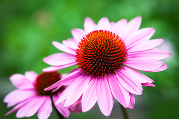 Close-up of two beautiful large Echinacea purpurea flower, in the background a green garden, blurred focus