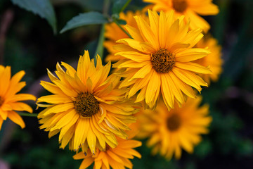 Close-up beautiful fresh flower Sunflower Heliopsis  on a background of green grass grows in a home garden, top view