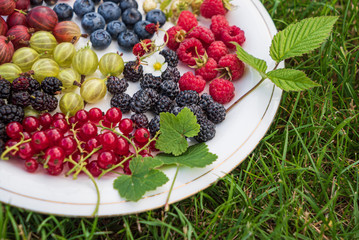 different kinds on berries on white plate