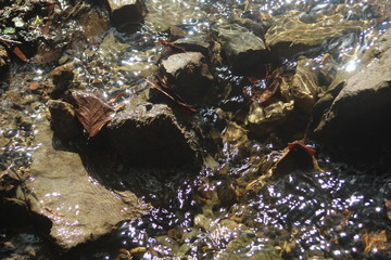 closeup of a shallow river
