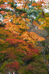autumn forest landscape with maple leaves background