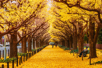 Tokyo yellow ginkgo tree street Jingu gaien avanue in autumn
