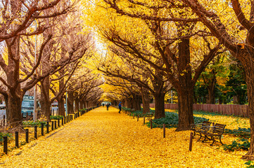 Tokyo yellow ginkgo tree street Jingu gaien avanue in autumn