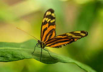 Black and orange butterfly perched on a leaf with a bokeh background