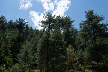 Eiger wit cap cloud and Cloud lit up by the sun in autumn morning, Grindelwald, Berner Oberland, Canton of Bern, Switzerland