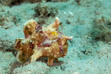 Frogfishes are any member of the anglerfish family Antennariidae, of the order Lophiiformes
