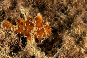 Frogfishes are any member of the anglerfish family Antennariidae, of the order Lophiiformes