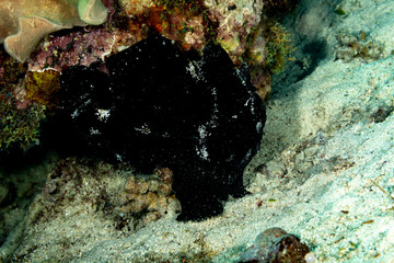 Fototapeta na wymiar Frogfishes are any member of the anglerfish family Antennariidae, of the order Lophiiformes