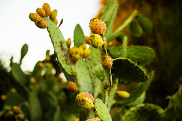 Tzabar cactus