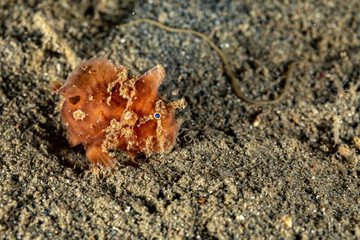 Frogfishes are any member of the anglerfish family Antennariidae, of the order Lophiiformes