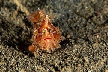 Frogfishes are any member of the anglerfish family Antennariidae, of the order Lophiiformes