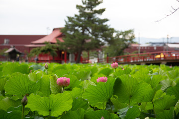 猿賀公園の蓮の花
