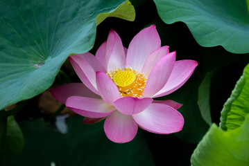 猿賀公園の蓮の花