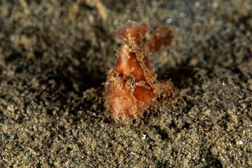 Frogfishes are any member of the anglerfish family Antennariidae, of the order Lophiiformes