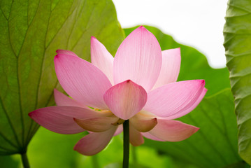 猿賀公園の蓮の花