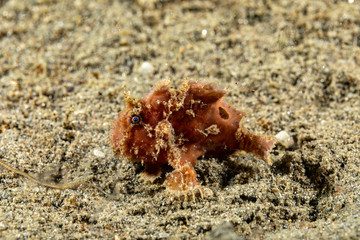 Frogfishes are any member of the anglerfish family Antennariidae, of the order Lophiiformes