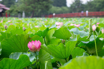 猿賀公園の蓮の花