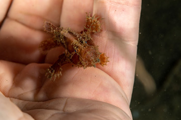 Frogfishes are any member of the anglerfish family Antennariidae, of the order Lophiiformes