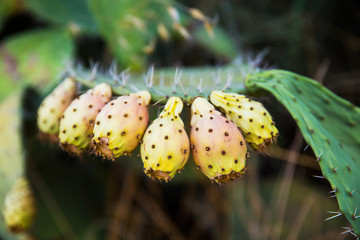 Tzabar cactus