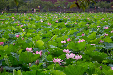 猿賀公園の蓮の花