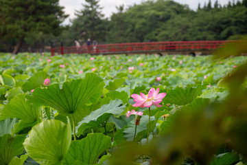 猿賀公園の蓮の花