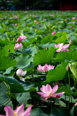 猿賀公園の蓮の花