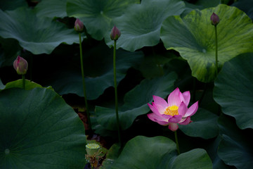 猿賀公園の蓮の花