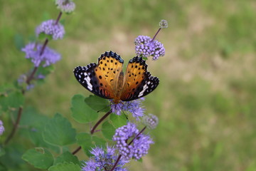 ダンギクに止まるツマグロヒョウモンの雌