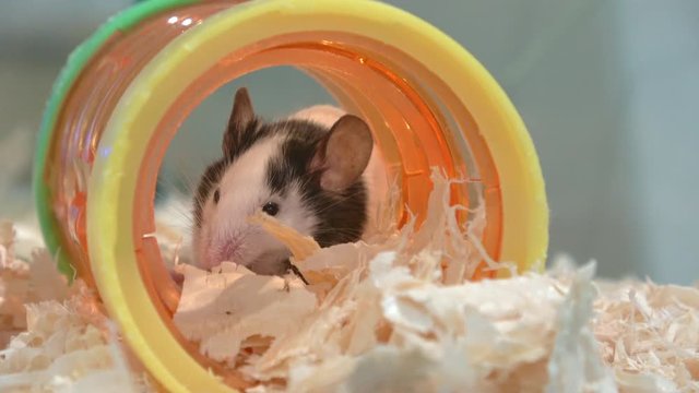 Fancy mouse with panda marks in the tunnel, Mus musculus domestica, 4K