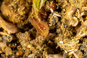 Frogfishes are any member of the anglerfish family Antennariidae, of the order Lophiiformes