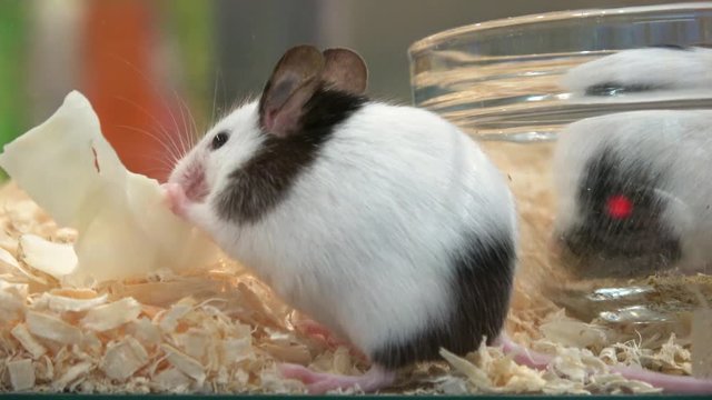 Fancy mouse with panda marks eating cabbage, Mus musculus domestica, 4K