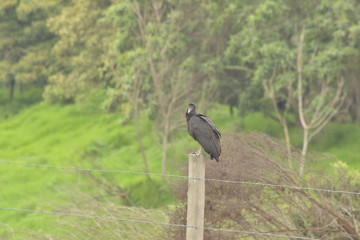 wetlands colombia humedales bogota